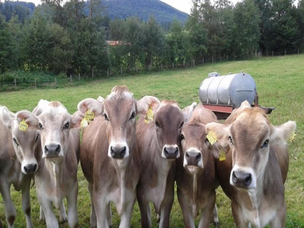 Ferienhof Hefele Appartamento Hopferau Esterno foto