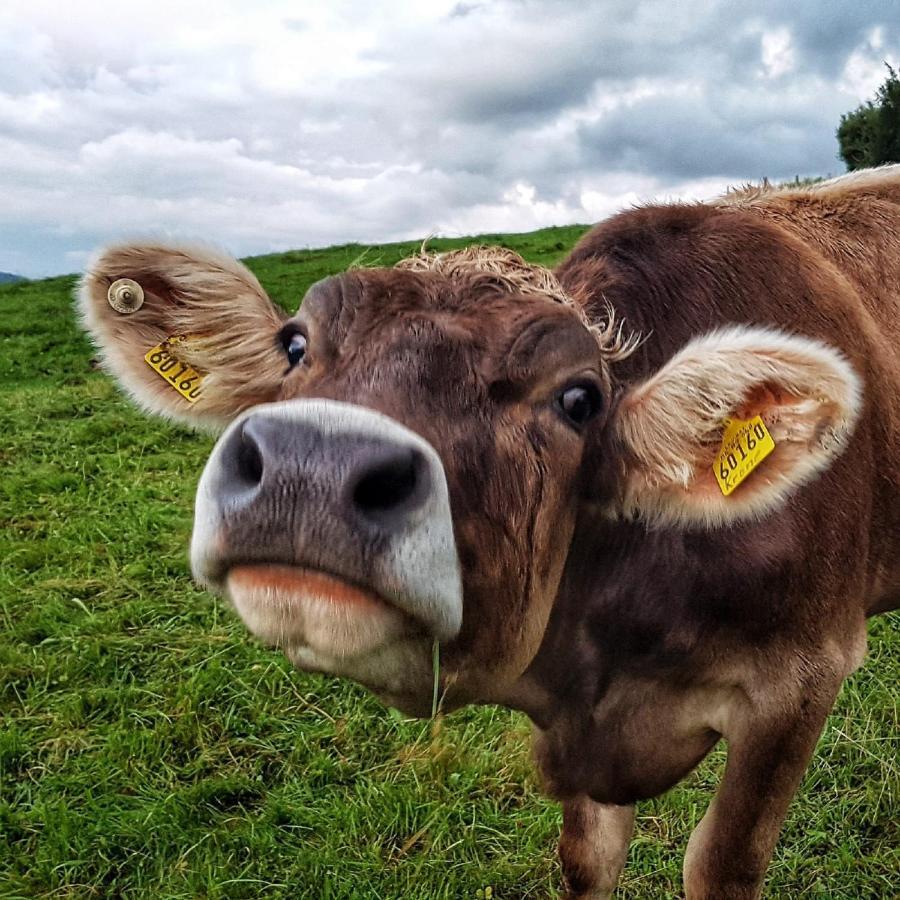 Ferienhof Hefele Appartamento Hopferau Esterno foto